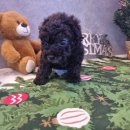 도그마루 강아지고양이 인천논현점 이미지