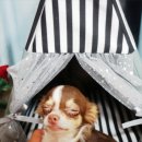 러브 스핑크스 이미지