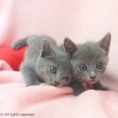 루이앤독스 이미지