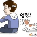 반려견이 자꾸 짖는 이유? 하루만에 달라진 후기 !!