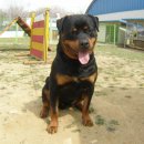 이삭애견 이미지