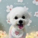 그루멍(groomung) 이미지