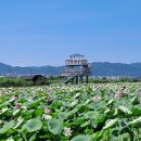 무더위와 친해지는 방법! - 대구시 동구 반야월 연꽃단지, 경산 하양읍 대부잠수교 해바라기 구경, 그리고 경일대 뒷산으로~ 이미지