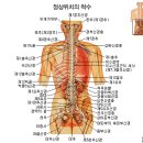 척추의 구조와 교정법.. 이미지