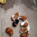 가천목장 이미지