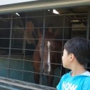 나불도 승마랜드 이미지