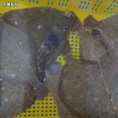 수목횟집 - 중구 흑교로 34 | 일광역 맛집 수목횟집 솔직후기｜맛·가격·영업시간·주차까지 정리!