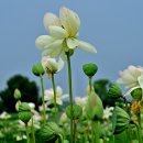 오천그린광장 이미지