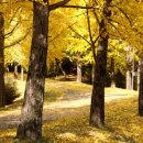 은행목장 이미지