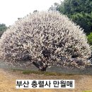 비립마을회관 | 부산 가볼만한 매화 명소 충렬사 2026년 만월매 개화상황 포토존 주차장