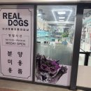 리얼독스 강아지분양 일산본점 이미지