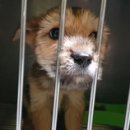 아기강아지 이미지