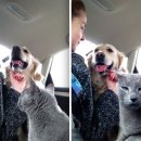 강아지와 고양이 이미지