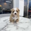 나라애견본점 이미지