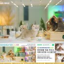 그루밍캐터리 이미지