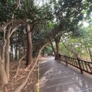 오동도 | 여수 오동도 가족산책 후기 (동백꽃 개화시기)