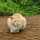 황금고양이 이미지