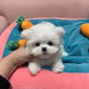 대구강아지분양 럽댕 이미지