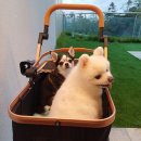 호텔에스지(SG) | 경주 풀빌라 재방문 후기 구 sg풀빌라, 지금은 테르메아