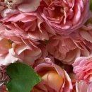 창조꽃집 이미지