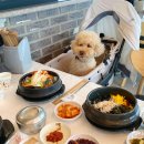 속초 애견동반 식당 물회 맛집 해녀마을 강아지 룸 별도로 있어요!