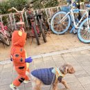 4uPC | 14살 노령견 십자인대 파열 수술 기록/양쪽 다리, 외측봉합술 후기