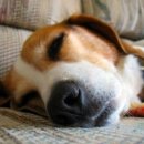 뚱강아지 이미지