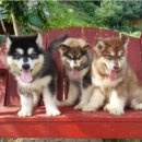 스타켄넬 이미지