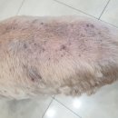 신일산동물병원 이미지