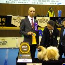 황제애견 이미지