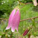 방동약수 이미지