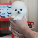 보노도그 이미지