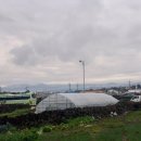 시아네민박 이미지