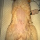 파랑새동물병원 이미지