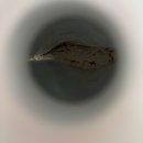 올리브영 공덕파크팰리스점 | 올리브영 딜라이트 단백질쉐이크 1+1 후기 : 맛 추천, 성분, 칼로리, 다이어트
