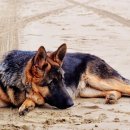 조이동물병원 이미지