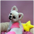 살롱드 펫 이미지