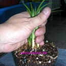 준 소프트 이미지