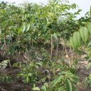 우승농장 이미지