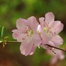 5월의 축제 .... Et Les Oiseaux Chantaient (노래하는 새들) / Sweet People 이미지