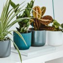 플랜테리어 홈가드닝 이미지