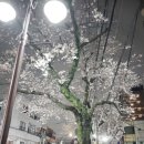 낭만 Dog 이미지