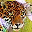 재규어 (Jaguar) 이미지