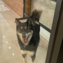 멍바라기 이미지