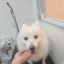 모니카애견 네이버블로그