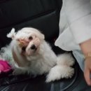 멍이랑냥이랑 네이버블로그