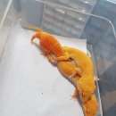게코라운지