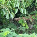 고령목장 이미지