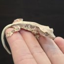 화이트특급 | 특급귀요미 릴리화이트 크레스티드 게코 초대량 입고되었습니다!