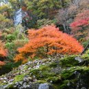 천왕사 예쁜 단풍잎🍁 이미지